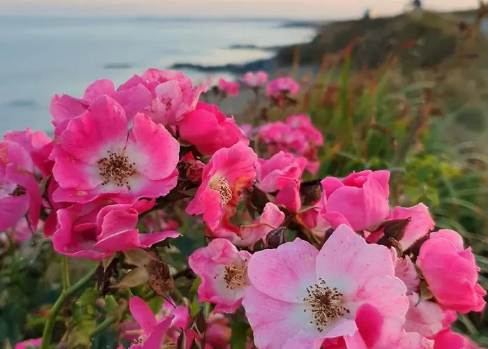 Seaside Chill * Carrick (Wexford)